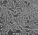 Ultra High Resolution Au-C Test on JEOL Stub