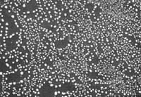 Ultra High Resolution Au-C Test on JEOL Stub