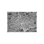 Very High Resolution Au-C Test on Carbon Planchet