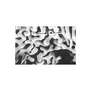 SEM Aluminum-Tungsten Dendrites Test