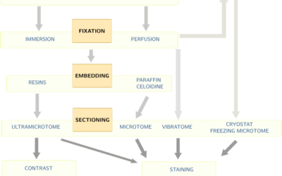 fixation, E.M.?