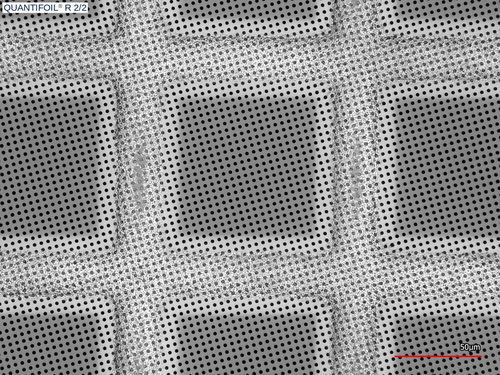 Grids / grilles 400 mesh R 2/2 - 100/pk- Circular Holes - Quantifoil ...