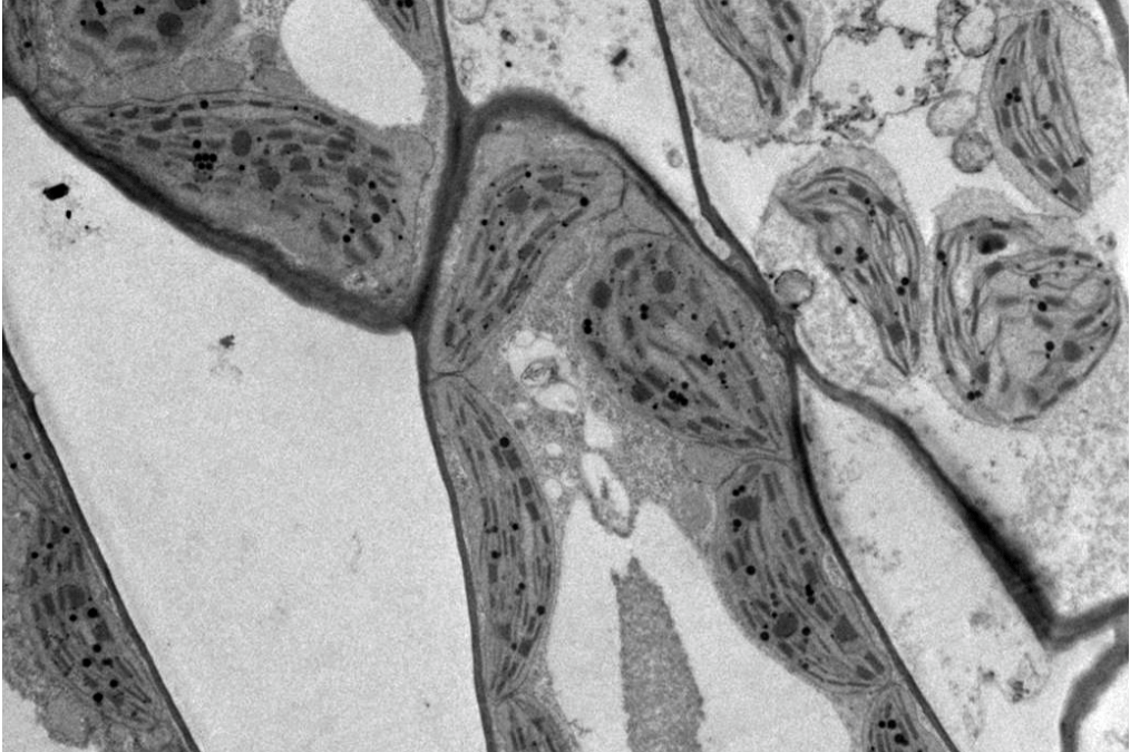 Succeed your sample preparation in Microscopy