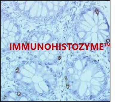 ImmunoHistoZyme™, Ready-to-Use