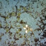 Diopside - Thin Film