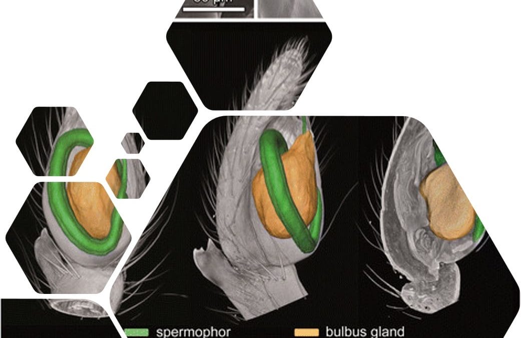 Image of the Day:  Beetle Penis …..  from The Scientist Mag.