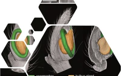 Image of the Day:  Beetle Penis …..  from The Scientist Mag.