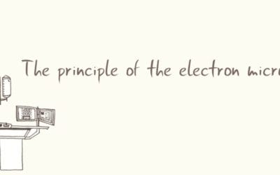 The Principle of the Electron Microscope   …video