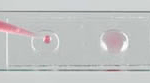 Microscope Slide-Wells
