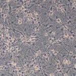 Rat Tail Type I Collagen Coated German Glass Cover Slips