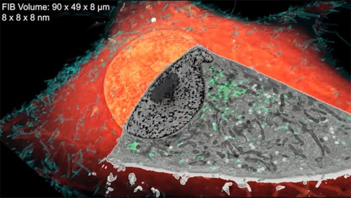 Unveiling Cells’ 3-D Ultrastructure