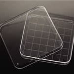 Square Petri Dish