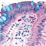 Alcian Blue Solution