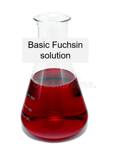 Basic Fuchsin Solution