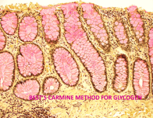Best's Carmine Stock Solution