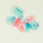 EA Counterstain, Gill's Modified Solution