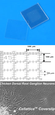 Cellattice™ – Micro-Ruled Plastic Cell Culture Surfaces