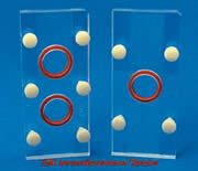 Immunofluorescence Chamber
