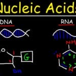 Lillie's Method for Nucleic Acids (1965)