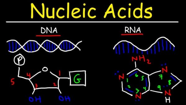 Lillie's Method for Nucleic Acids (1965)