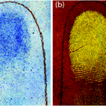 Nile Blue A Stain (lipid)
