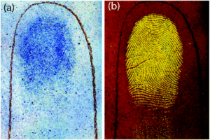 Nile Blue A Stain (lipid) Nile Blue A Stain (lipid)