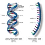 Taft's Method for Nucleic Acid (1951)