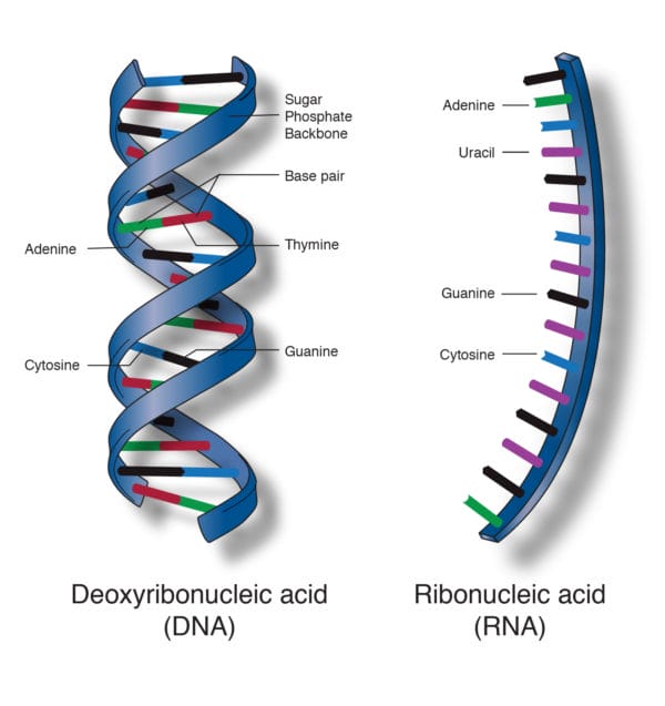Taft's Method for Nucleic Acid (1951)