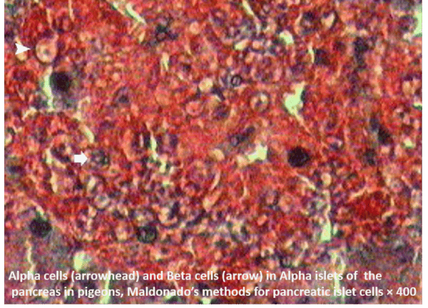 Maldonado's Method For Pancreatic Islet Cells