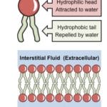 Pearse's Method for Phospholipids
