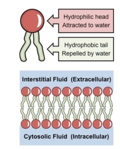 Pearse's Method for Phospholipids