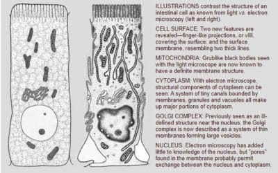 Pick from the Past Natural History, Dec. 1958, Electron Microscope