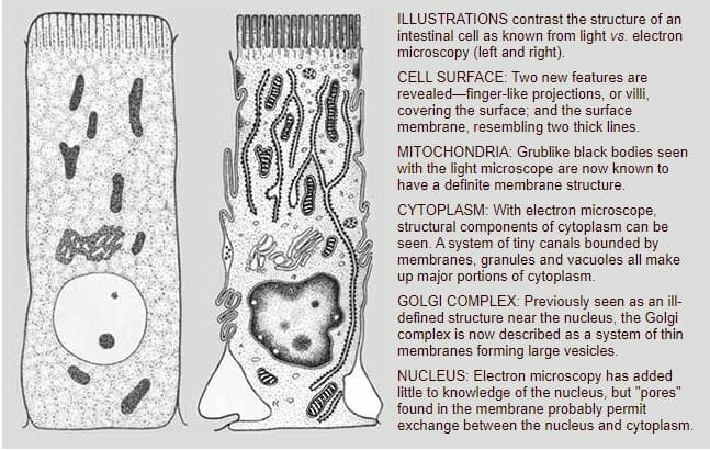 Pick from the Past Natural History, Dec. 1958, Electron Microscope