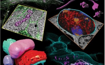 Correlative three-dimensional  and block-face electron microscopy in vitreously frozen cells