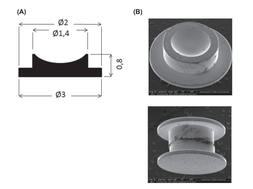 A new HPF specimen carrier adapter for the use of high-pressure freezing with cryoscanning electron microscope: two applications: stearic acid organization in a hydroxypropyl methylcellulose matrix and mice myocardium