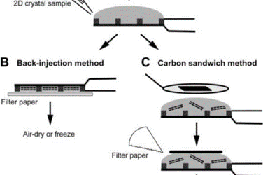 The use of trehalose in the preparation of specimens for molecular electron microscopy