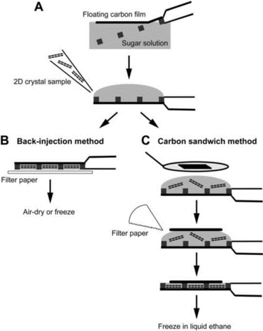 The use of trehalose in the preparation of specimens for molecular electron microscopy
