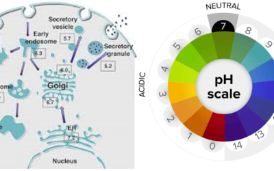 human cell pH ! fixative cell in Electron Microscopy