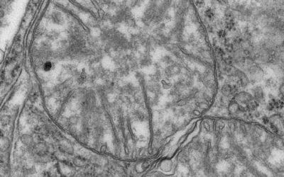 Microscopie électronique à transmission pour l’analyse des mitochondries dans le muscle squelettique de la souris