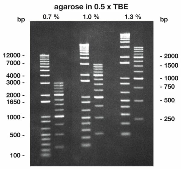 agarose bande