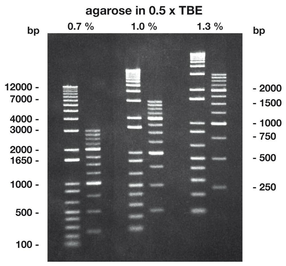 agarose bande