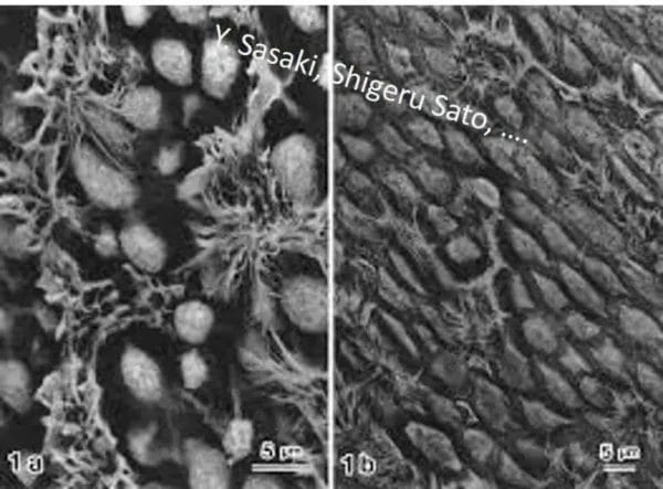 Oolong tea extract (OTE) - powder – Image 2