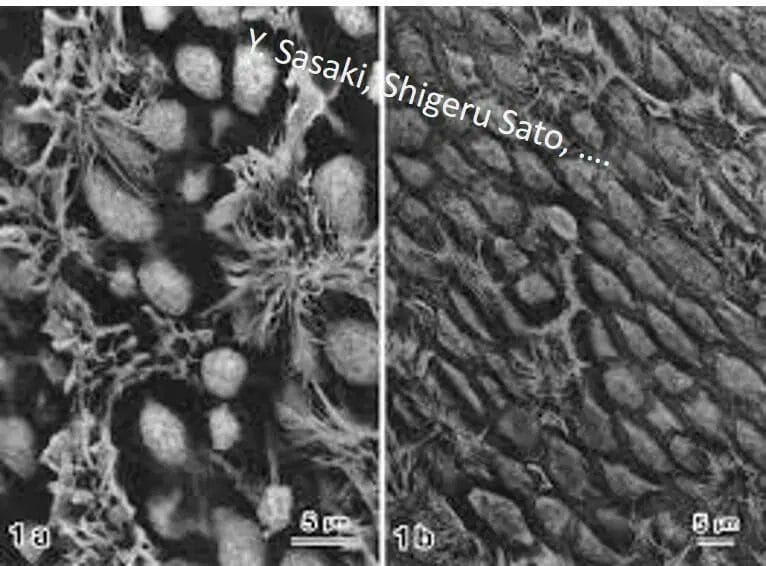 OTE - Glutaraldéhyde - Tamponné Pour Cryo SEM – Image 2