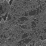 31-021400 Ultra hi resolution gold on carbon resolution standard-small