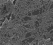 31-021400 Ultra hi resolution gold on carbon resolution standard-small